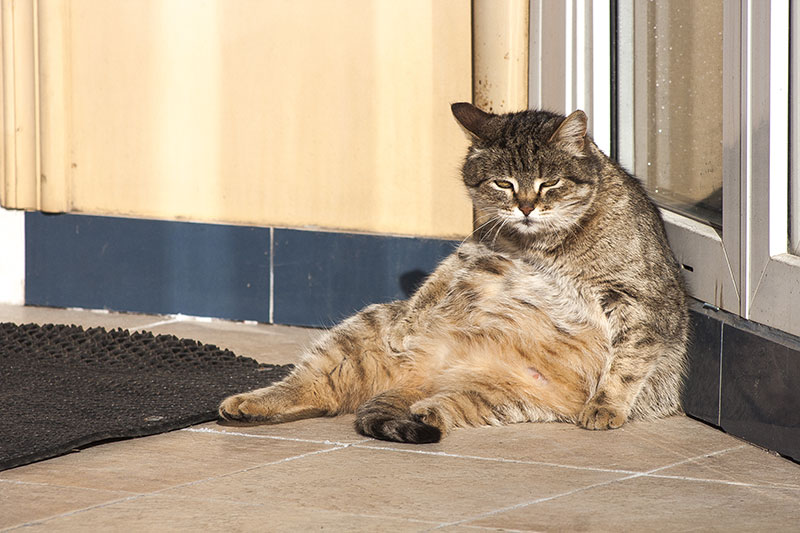 A confused and disappointed cat wonders why he cannot lose weight and asks himself, Do I need a personal trainer?